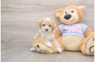 Cute Maltipoo Baby