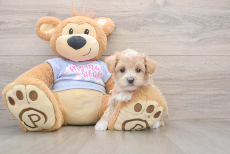 Maltipoo Pup Being Cute