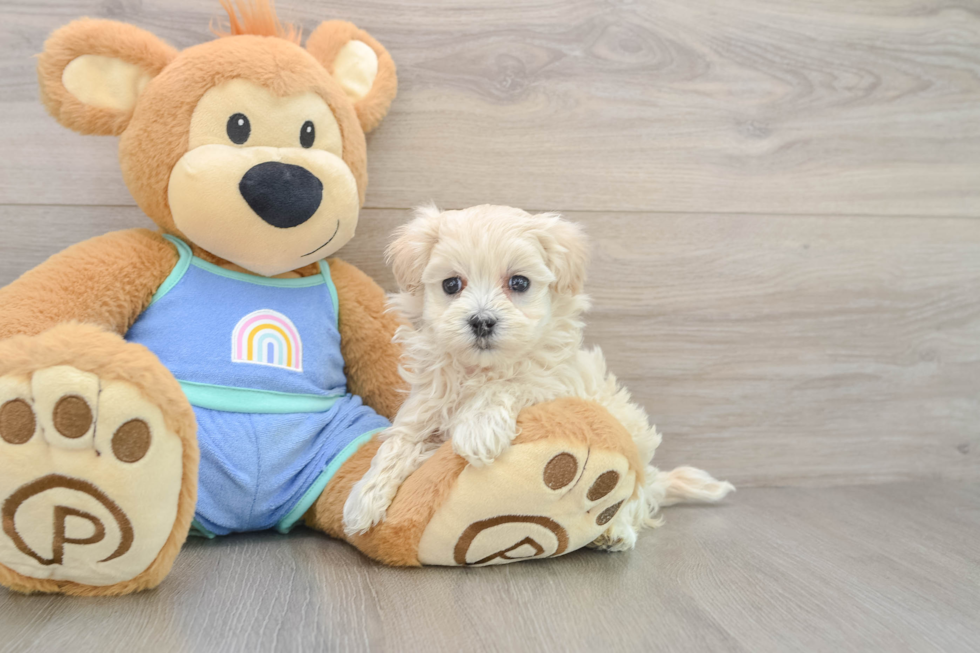 Maltipoo Puppy for Adoption
