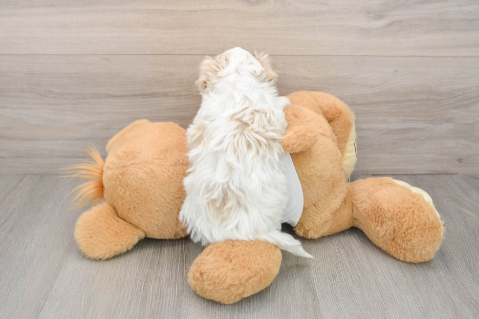 Maltipoo Pup Being Cute