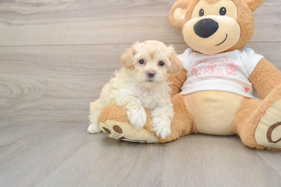 Best Maltipoo Baby