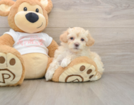 7 week old Maltipoo Puppy For Sale - Lone Star Pups