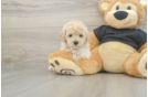 Hypoallergenic Maltepoo Poodle Mix Puppy