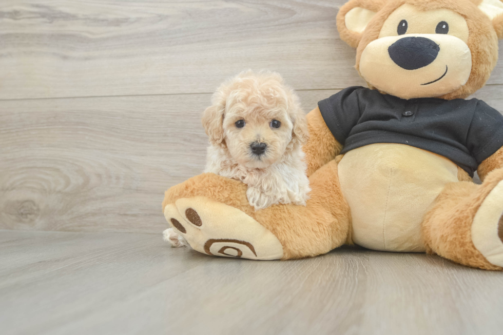 Hypoallergenic Maltepoo Poodle Mix Puppy