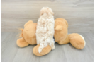 Maltipoo Puppy for Adoption