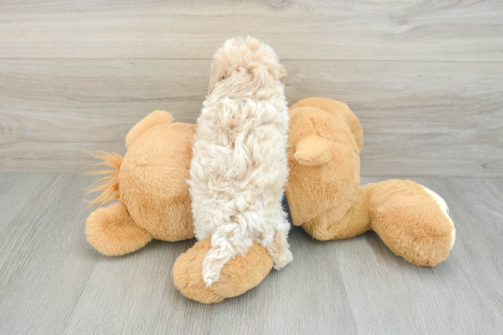 Maltipoo Puppy for Adoption