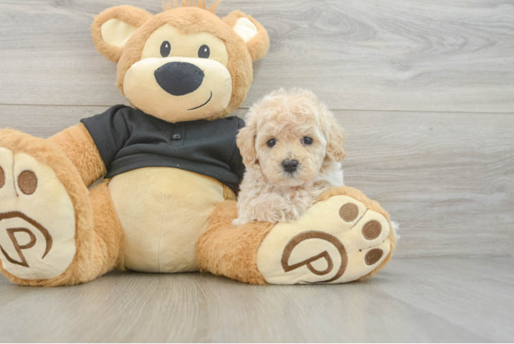 Maltipoo Puppy for Adoption