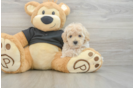 Maltipoo Puppy for Adoption
