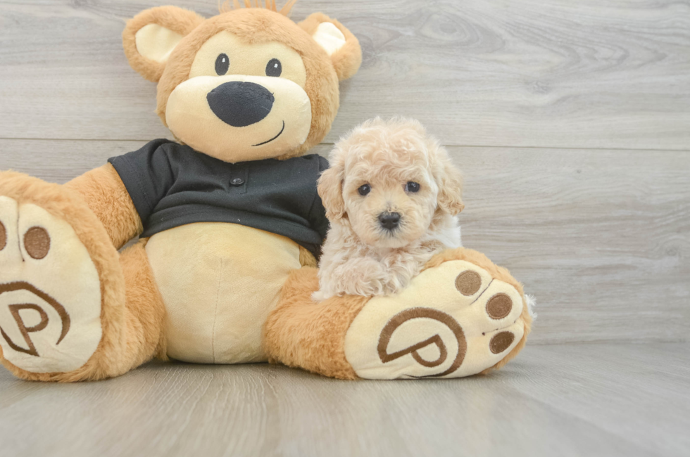 5 week old Maltipoo Puppy For Sale - Lone Star Pups