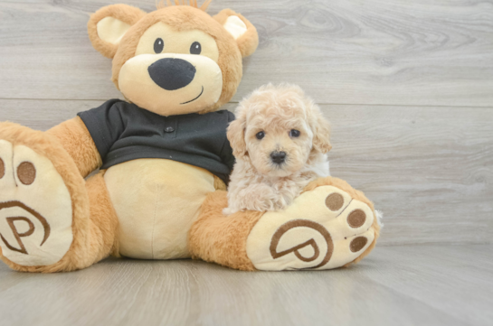 Maltipoo Puppy for Adoption