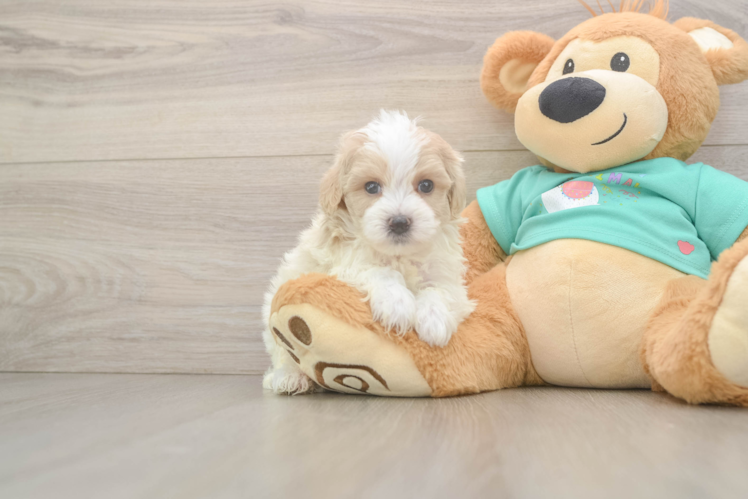 Maltipoo Pup Being Cute