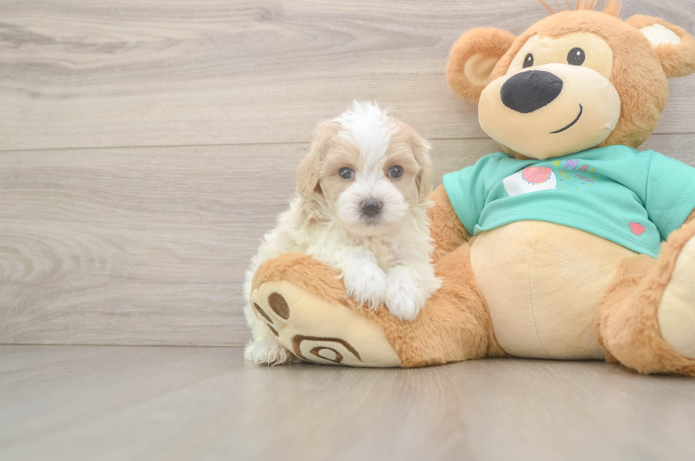 5 week old Maltipoo Puppy For Sale - Lone Star Pups