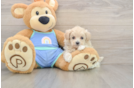 Maltipoo Puppy for Adoption