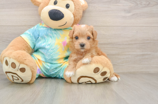 OATS, a Maltipoo littermate