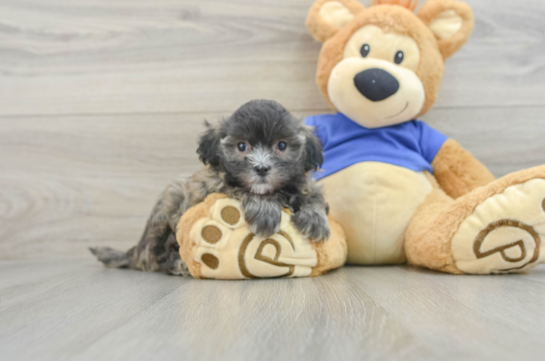 Maltipoo Pup Being Cute