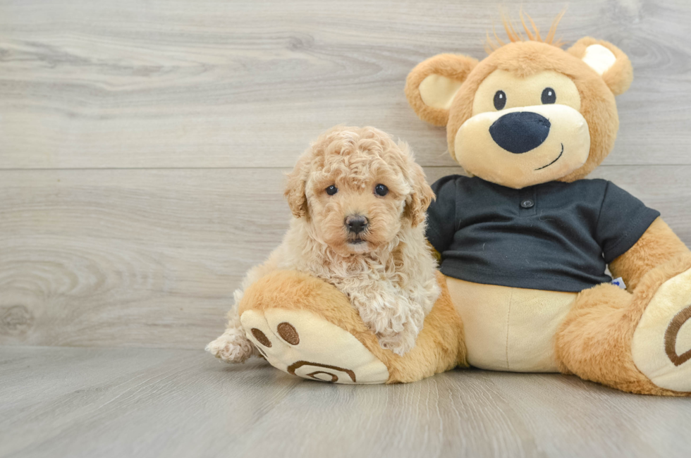 6 week old Maltipoo Puppy For Sale - Lone Star Pups