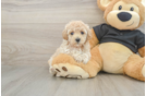 Best Maltipoo Baby