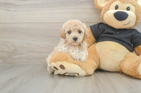 Best Maltipoo Baby
