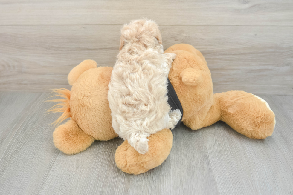 Playful Maltese Poodle Poodle Mix Puppy