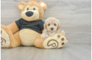 Fluffy Maltipoo Poodle Mix Pup