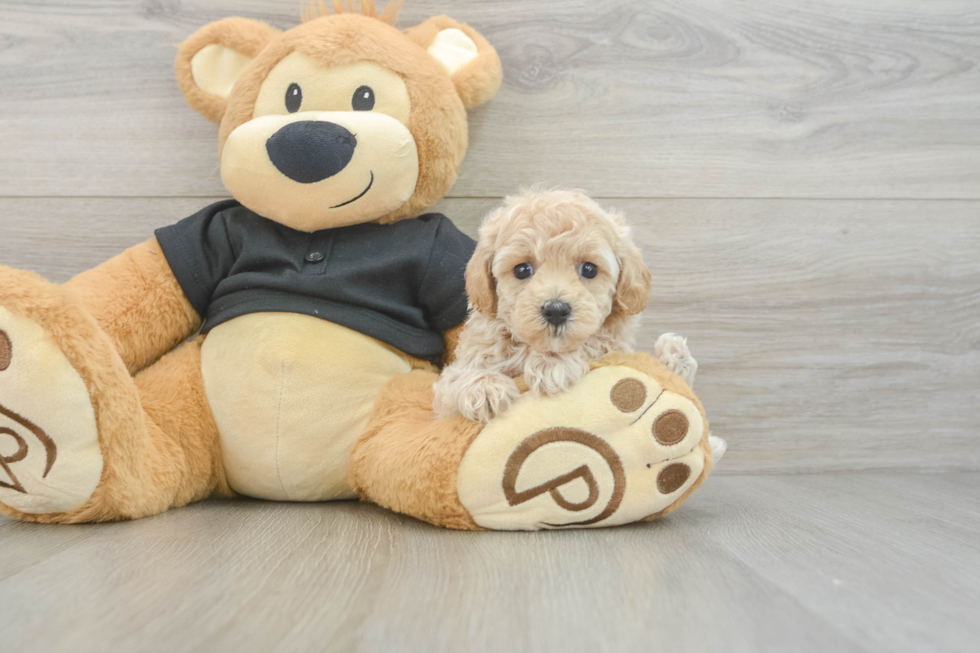 Fluffy Maltipoo Poodle Mix Pup