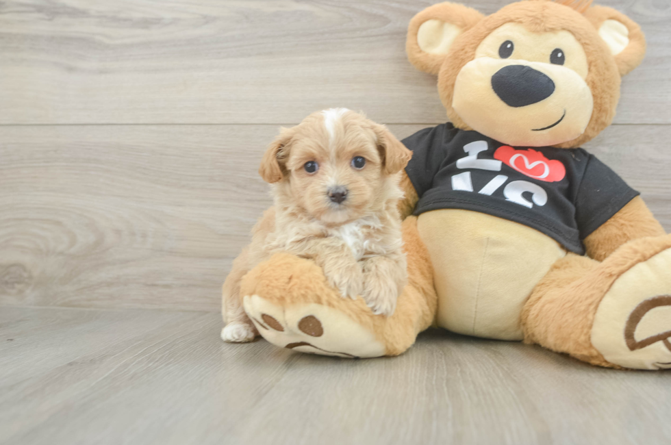 5 week old Maltipoo Puppy For Sale - Lone Star Pups