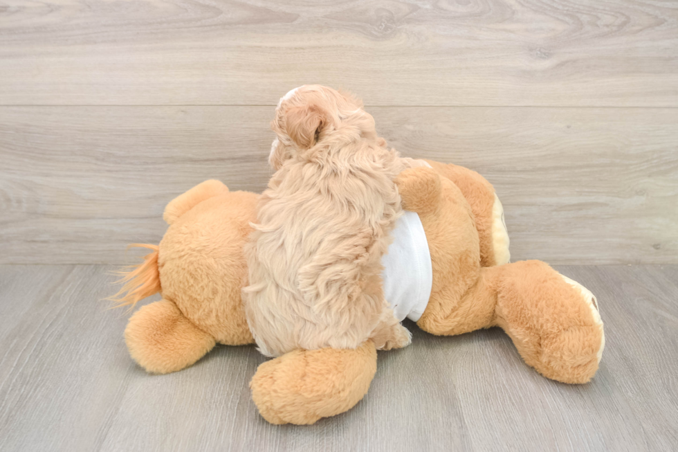 Meet Octavia - our Maltipoo Puppy Photo  2/2 - Lone Star Pups Energetic Maltepoo Poodle Mix Puppy