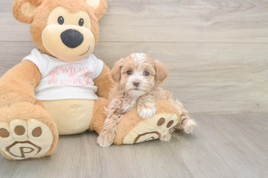 6 week old Maltipoo Puppy For Sale - Lone Star Pups Best Maltipoo Baby
