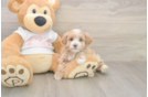 Meet Octavia - our Maltipoo Puppy Photo  1/2 - Lone Star Pups Best Maltipoo Baby