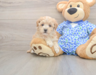 9 week old Maltipoo Puppy For Sale - Lone Star Pups