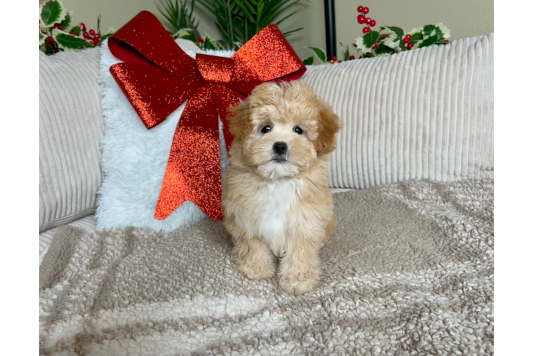 Maltipoo Pup Being Cute