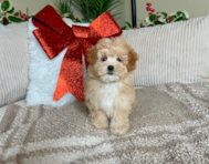 9 week old Maltipoo Puppy For Sale - Lone Star Pups