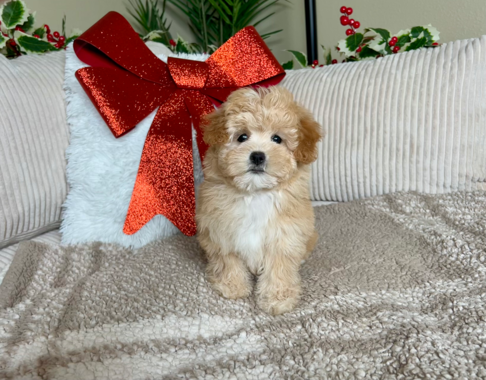 Maltipoo Pup Being Cute