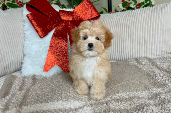 Maltipoo Pup Being Cute
