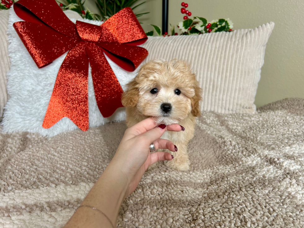 Cute Maltipoo Poodle Mix Pup