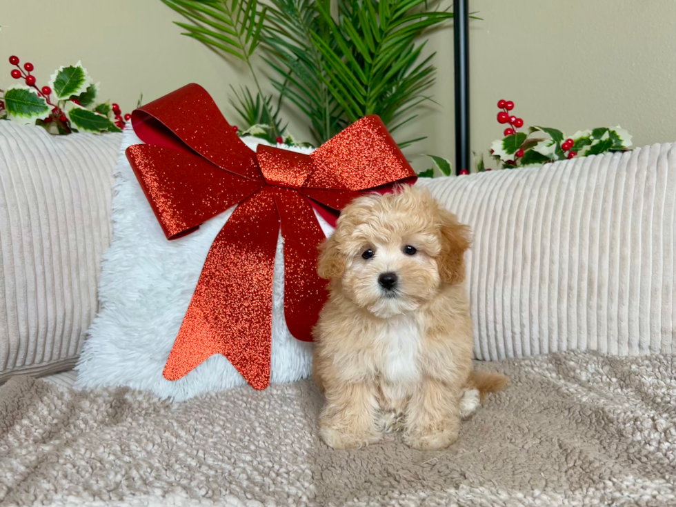 Cute Maltipoo Poodle Mix Pup