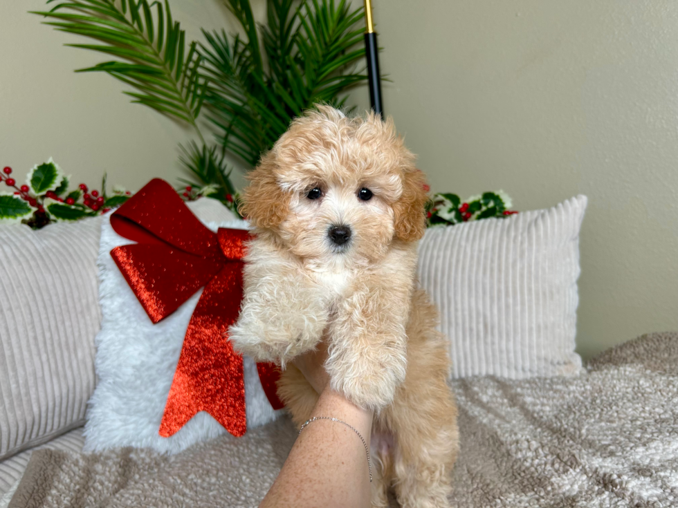 Maltipoo Pup Being Cute