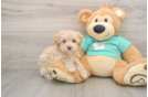 Maltipoo Puppy for Adoption