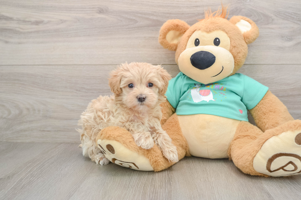 Maltipoo Puppy for Adoption