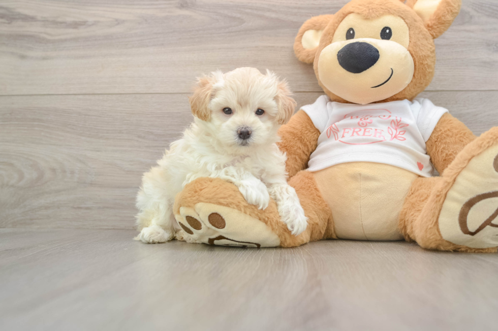 Happy Maltipoo Baby