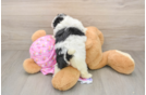 Maltipoo Puppy for Adoption