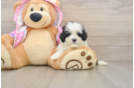 Smart Maltipoo Poodle Mix Pup