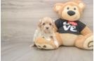 Little Maltese Poodle Poodle Mix Puppy