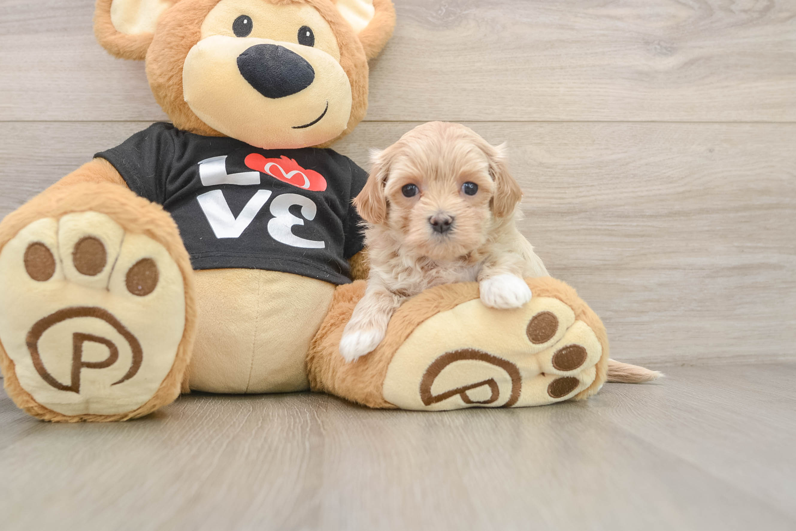 Playful Maltepoo Poodle Mix Puppy