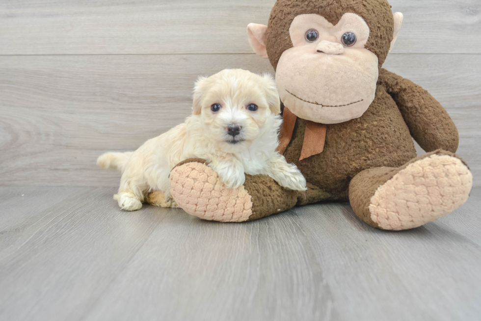 Playful Maltepoo Poodle Mix Puppy