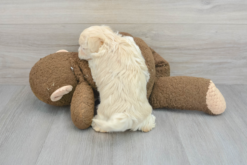 Funny Maltipoo Poodle Mix Pup