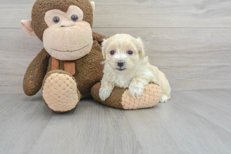 Cute Maltipoo Baby