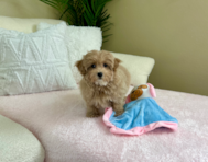 10 week old Maltipoo Puppy For Sale - Lone Star Pups