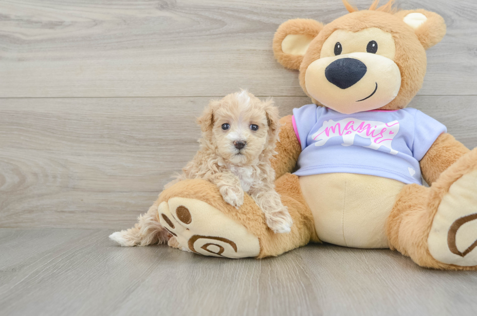 5 week old Maltipoo Puppy For Sale - Lone Star Pups