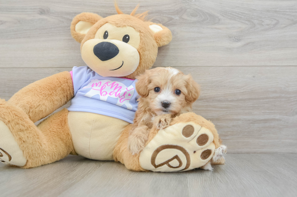 5 week old Maltipoo Puppy For Sale - Lone Star Pups